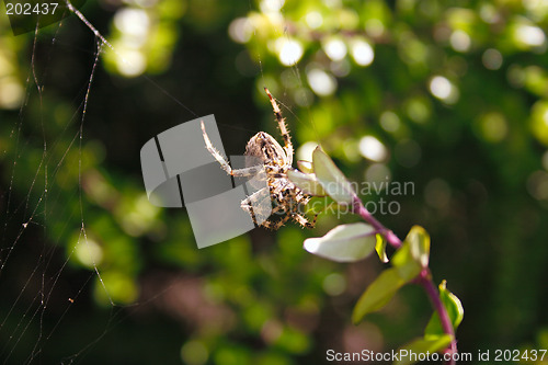 Image of spider in its web