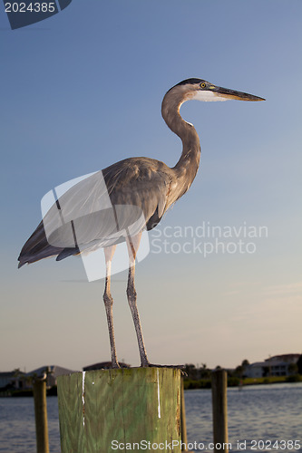 Image of Great Blue Heron