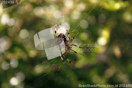 Image of spider in its web