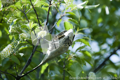 Image of Nest of webworms. 