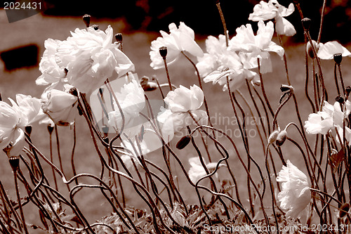 Image of Poppies