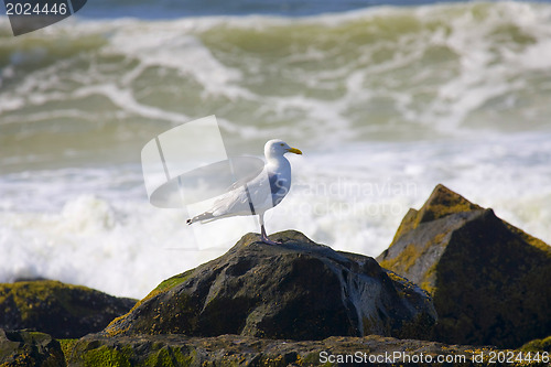 Image of Seagull and ocean 