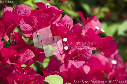 Image of Beautiful flowers of Israel