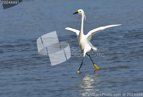 Image of Great White Heron 