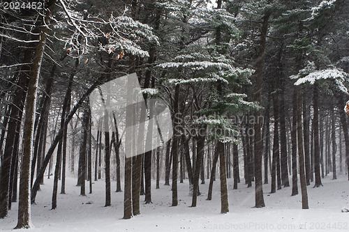 Image of Winter forest