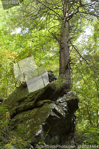 Image of Tree on rock