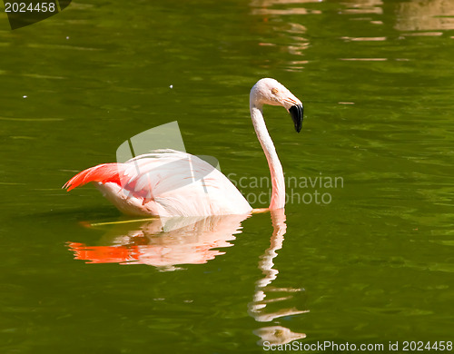 Image of Flamingo at Lake 