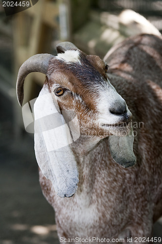 Image of Goat