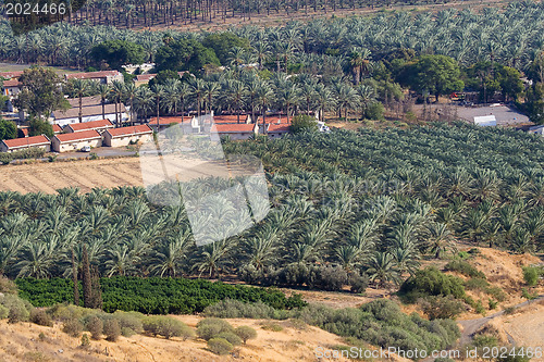 Image of Panoramic view of Palm plantation