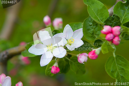 Image of A beautiful flowering tree