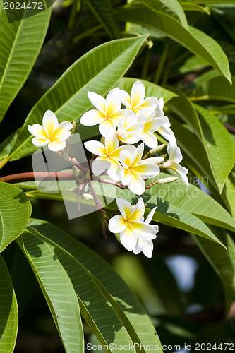 Image of Beautiful flowers of Israel,