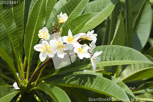 Image of Beautiful flowers of Israel,