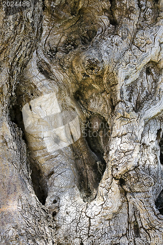 Image of Dried trunk of a tree 