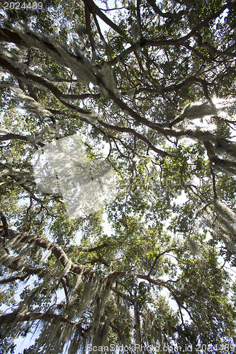 Image of Mysterious Spanish Moss