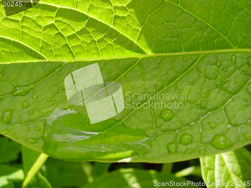 Image of Raindrop