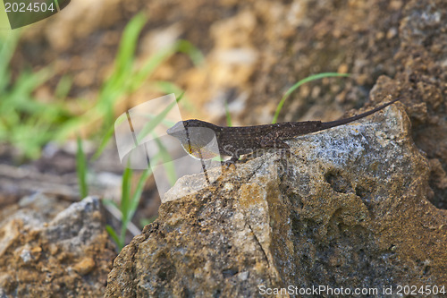 Image of lizard male mating season