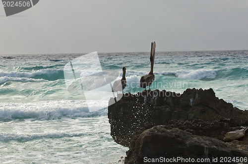 Image of Caribbean sea. Pelicans sitting on a rock 