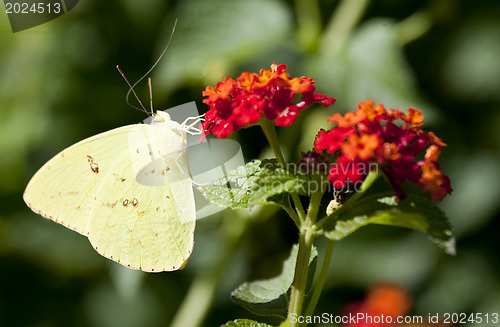 Image of Gonepteryx rhamni