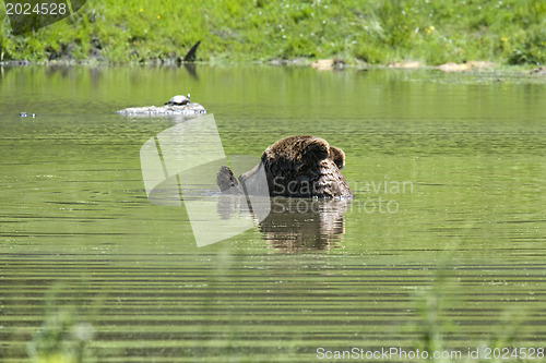 Image of Black bear is swimming in a pond