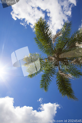 Image of palm tree 