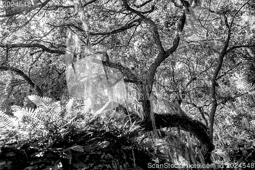 Image of Mysterious Spanish Moss