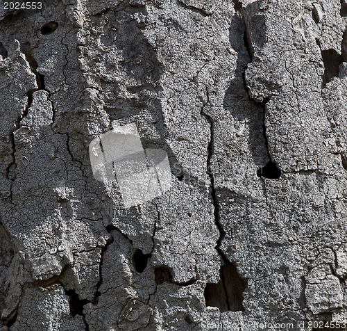 Image of Natural distressed bark of tree trunk
