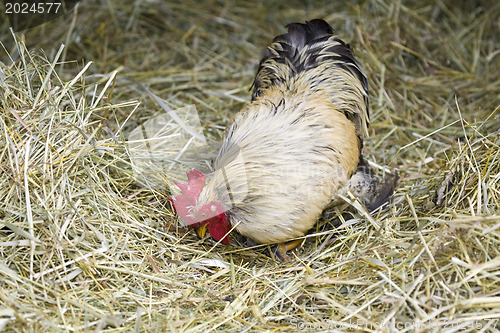 Image of Rooster