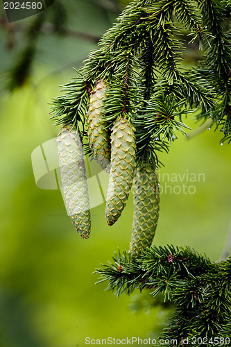 Image of Pine cones 