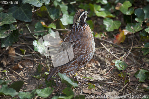 Image of partridge