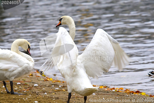 Image of Swans