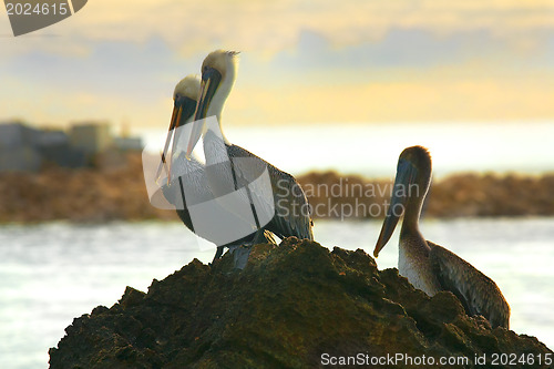 Image of Caribbean sea. Pelicans sitting on a rock 
