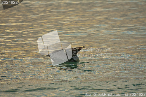 Image of Pelicans are floating at sunset