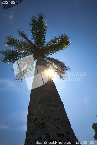 Image of palm tree 