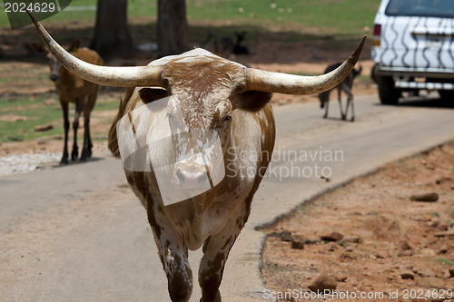 Image of Red Ankoli