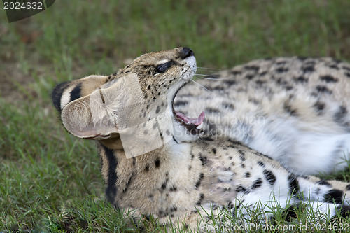 Image of African Wild Cat