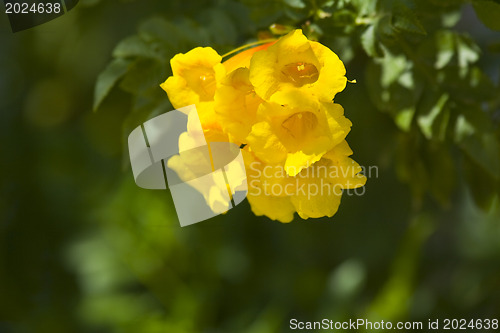 Image of Beautiful flowers of Israel,