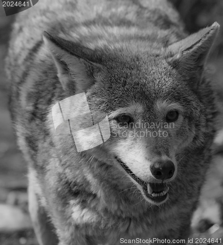 Image of Wolf