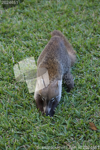 Image of Cozumel raccoon seaking for food