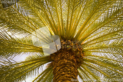Image of Palm-tree