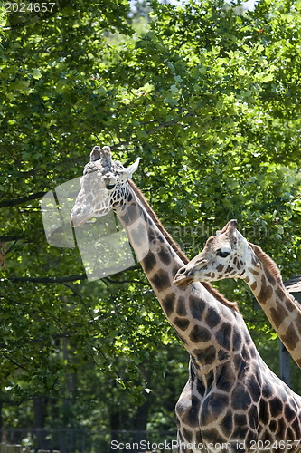 Image of Giraffes. Mother and son.