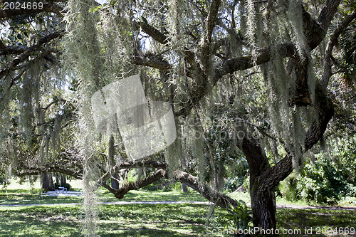 Image of Mysterious Spanish Moss