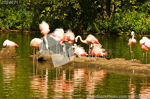 Image of Flamingos at Lake 