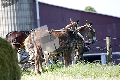 Image of Mules