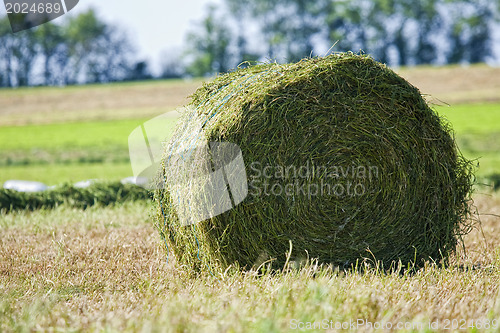 Image of The Roll of Straw