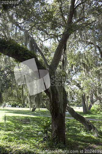 Image of Mysterious Spanish Moss