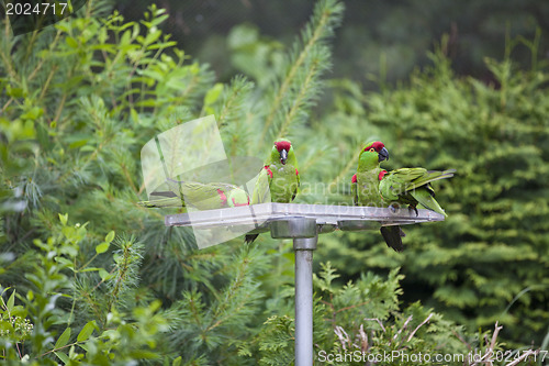 Image of Thick-biller Parrot