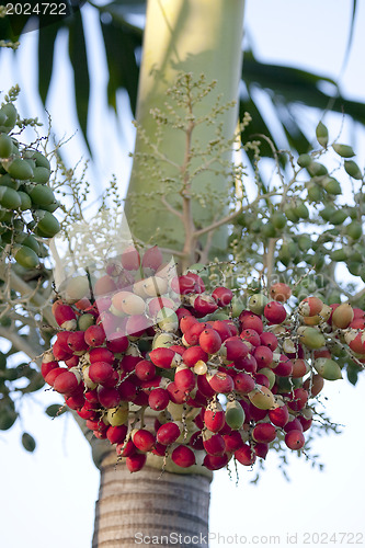 Image of Fruit Dates