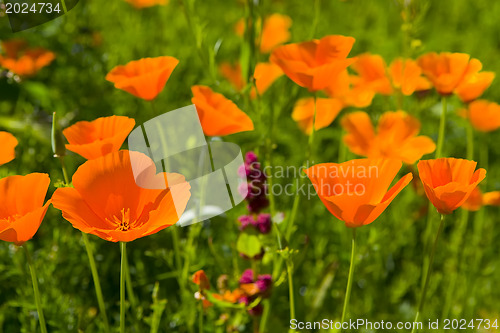 Image of Poppies