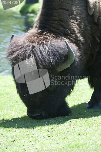 Image of Bison are eating on a green field