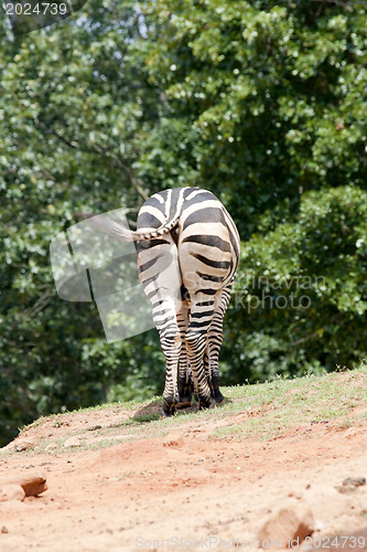 Image of Zebra's behaind